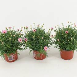 Margerite pink T10,5 H025