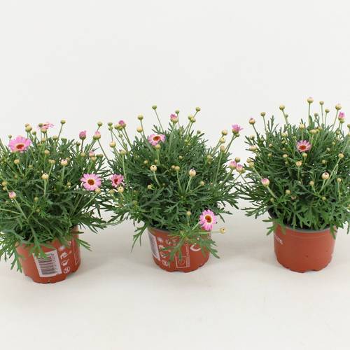 Margerite fuchsia La Rita Pink T10,5 H025