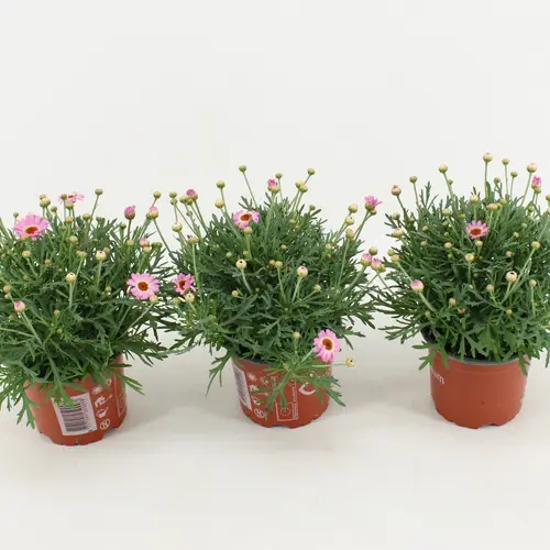 Margerite fuchsia La Rita Pink T10,5 H025
