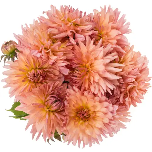 Dahlia lachs spin Preference 60cm