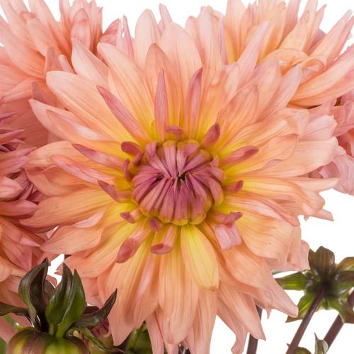 Dahlia lachs spin Preference 60cm