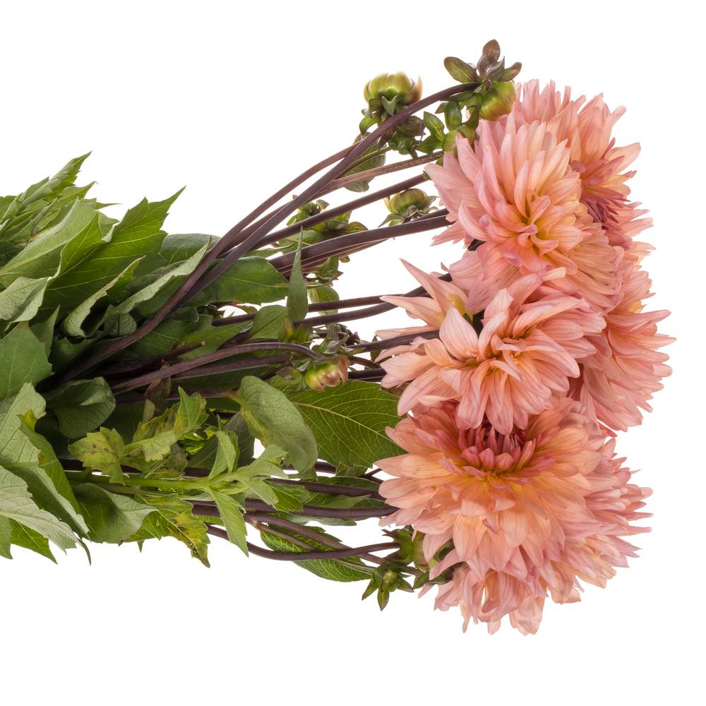 Dahlia lachs spin Preference 60cm