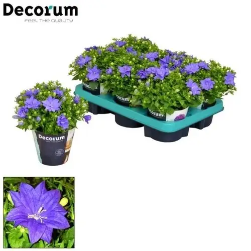 Campanula violett Dublin T11 H020