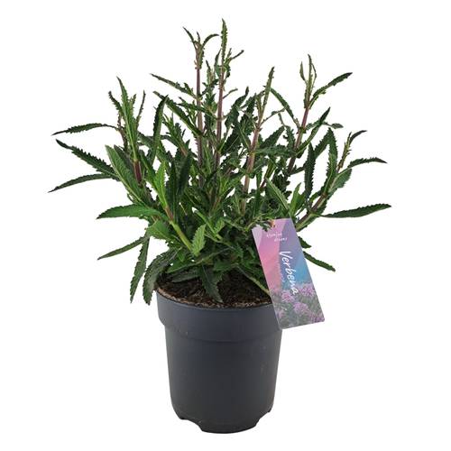 Verbena lila Bonariensis T17 H055