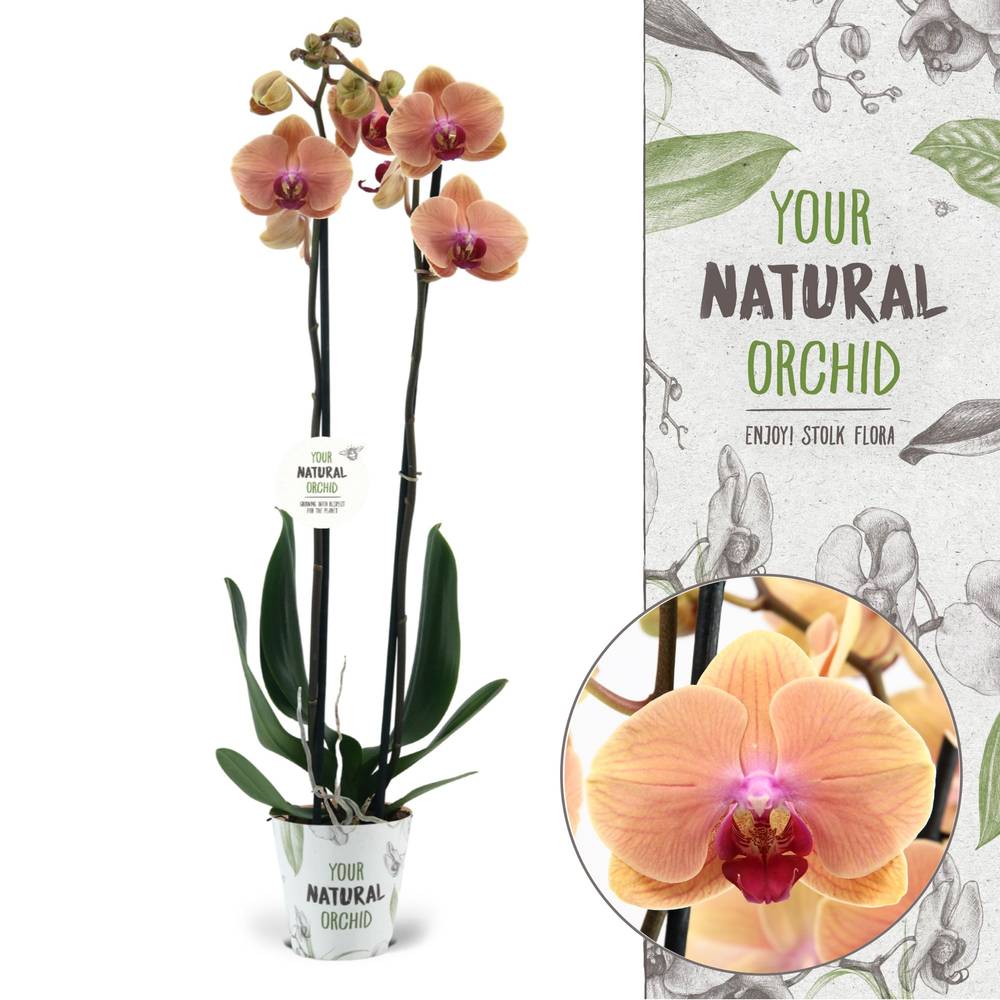Phal.2-R Caribbean Dream T12 H070