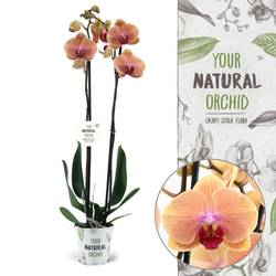 Phal.2-R Caribbean Dream T12 H070