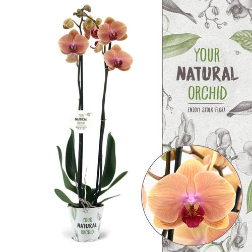 Phal.2-R Caribbean Dream T12 H070