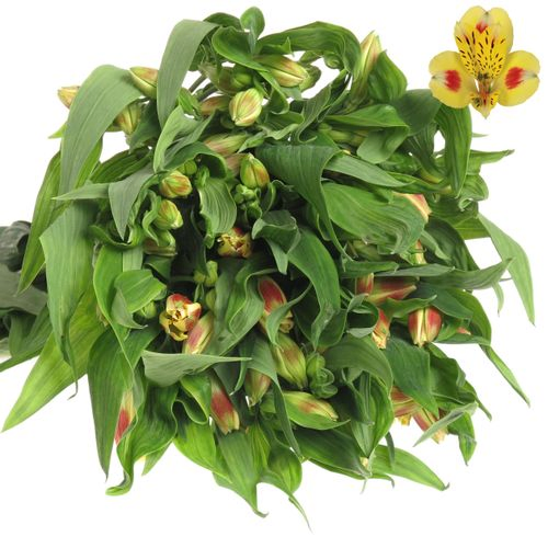Alstromerie gelb Bali Kenia 75 Gramm 75cm