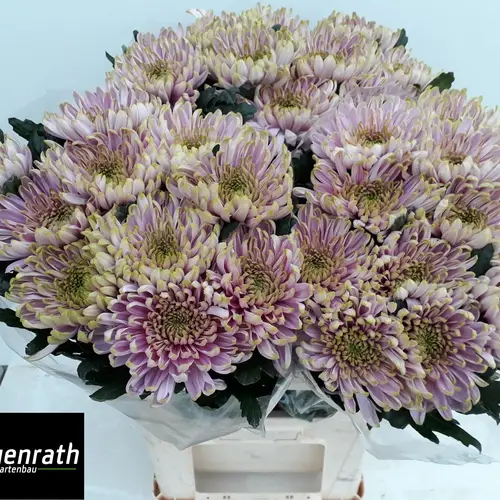 Chrys.Deko lila-hell grün Rossano Charlotte  80cm DE