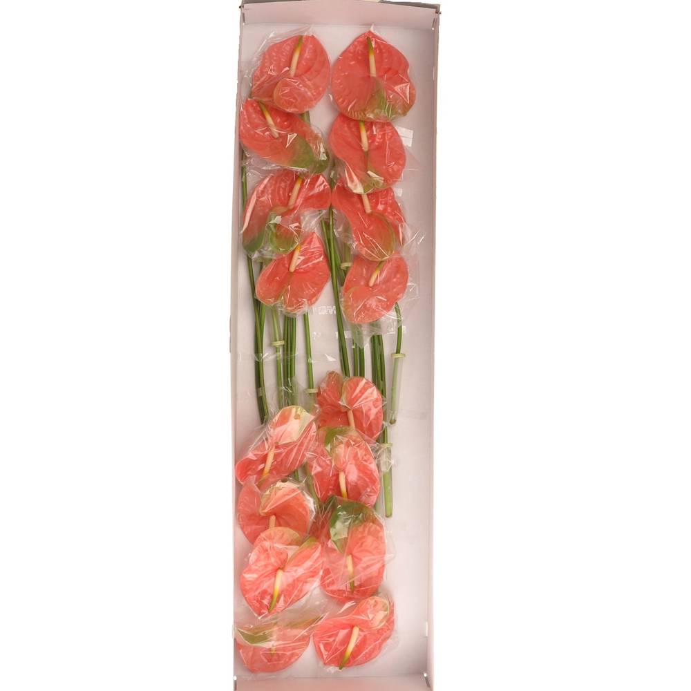 Anthurium rosa Senator Blüte 11cm