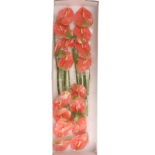 Anthurium rosa Senator Blüte 11cm