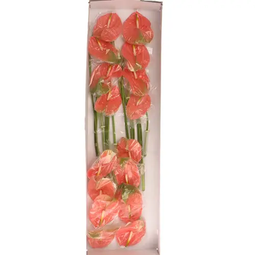 Anthurium rosa Senator Blüte 11cm