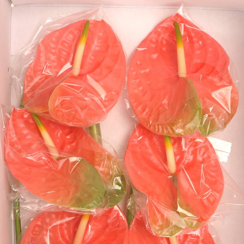 Anthurium rosa Senator Blüte 11cm