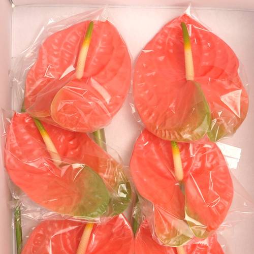 Anthurium rosa Senator Blüte 11cm