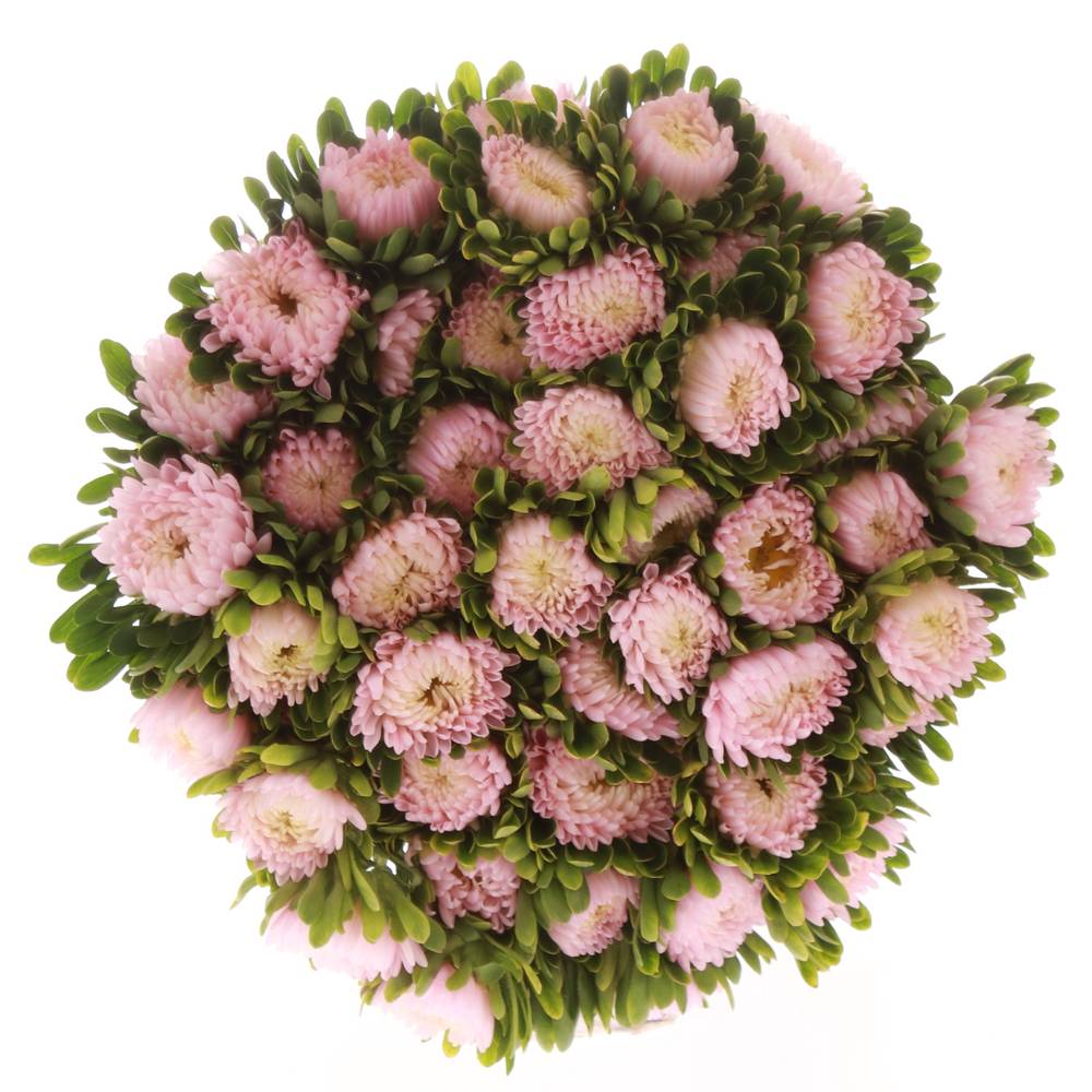 Sommeraster hell rosa Jules Pink 50cm