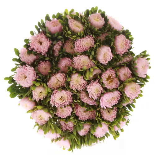 Sommeraster hell rosa Jules Pink 50cm