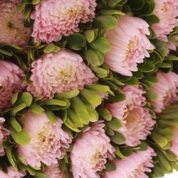 Sommeraster hell rosa Jules Pink 50cm