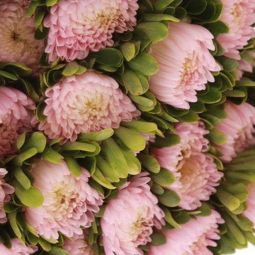 Sommeraster hell rosa Jules Pink 50cm