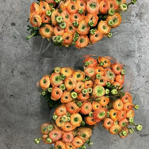 Ranunkel  rosa/lachs Cloni Super 45cm