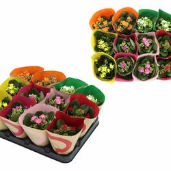Kalanchoe Einfachbl. mix 