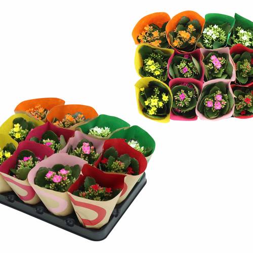 Kalanchoe Einfachbl. mix 