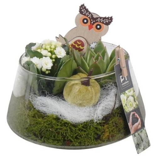 Kal.Arr PTHG3401 Herbst T18 H016