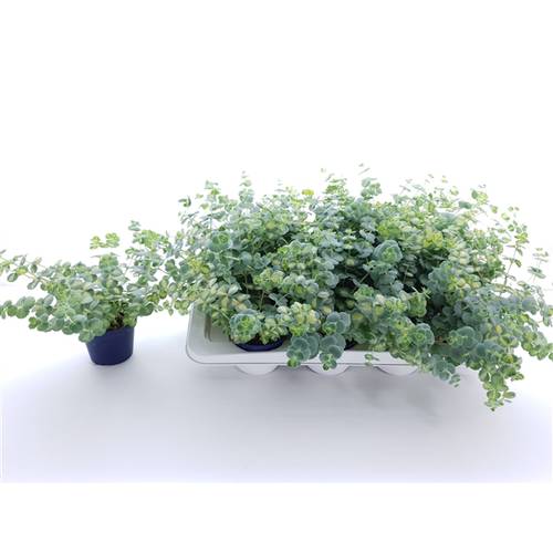 Sedum Sieboldii Mediova T10,5 H20