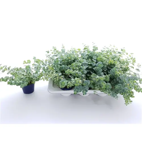 Sedum Sieboldii Mediova T10,5 H20