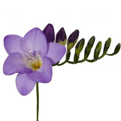 Freesie blau Castor 24 Gramm