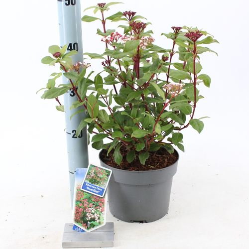 Viburnum Tinus Gwenllian T19 H050