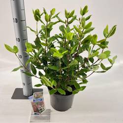 Viburnum Tinus weiss Gwenllian T19 H050