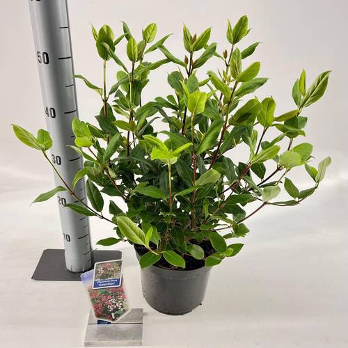 Viburnum Tinus weiss Gwenllian T19 H050