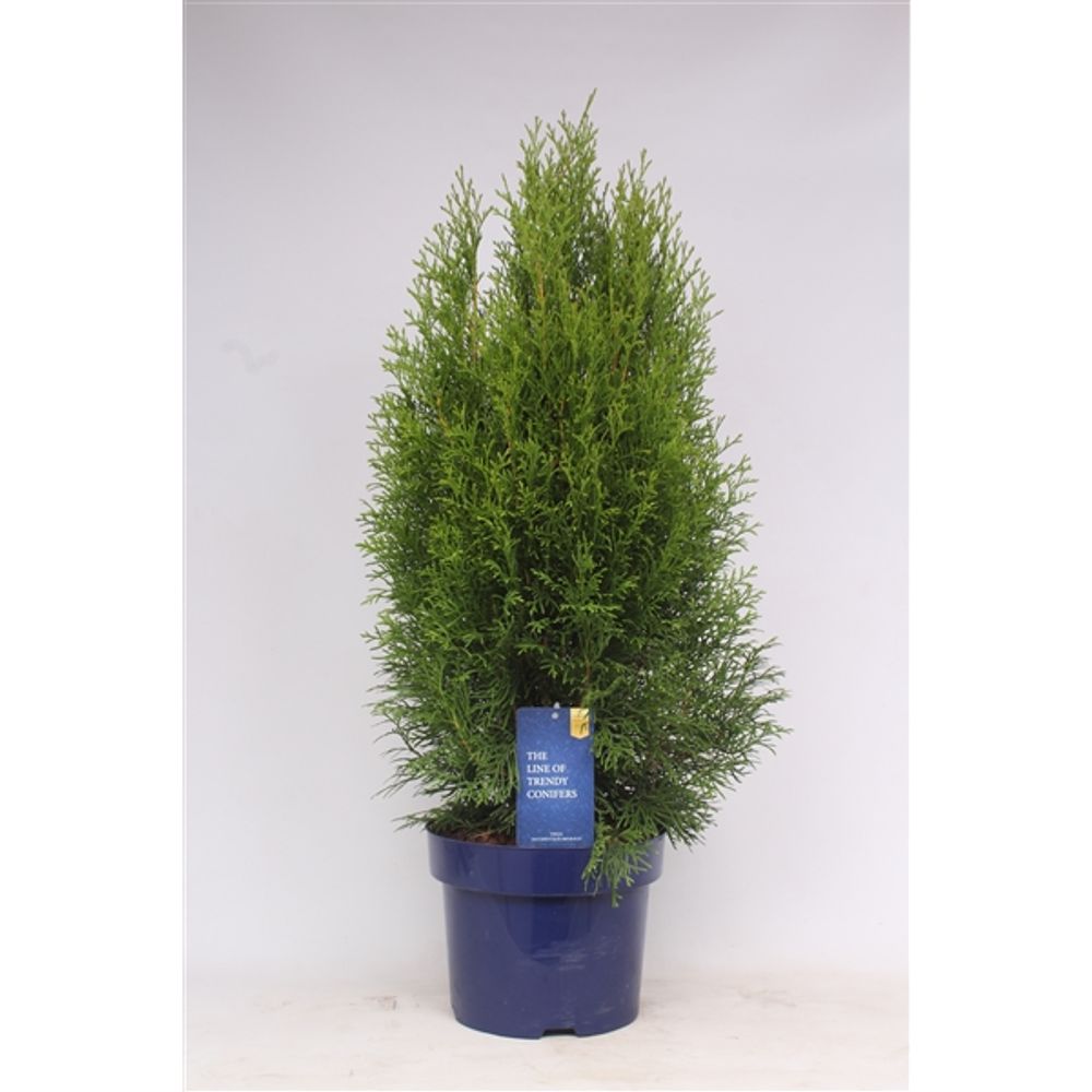 Thuja Oc Smaragd T23 H70