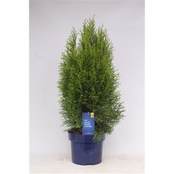 Thuja Oc Smaragd T23 H70