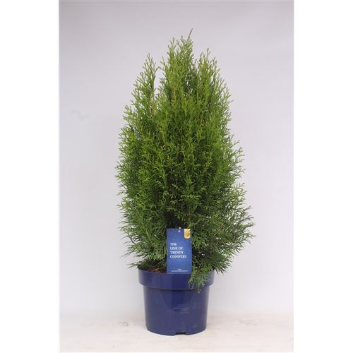 Thuja Oc Smaragd T23 H70