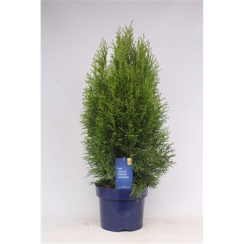 Thuja Oc Smaragd T23 H70