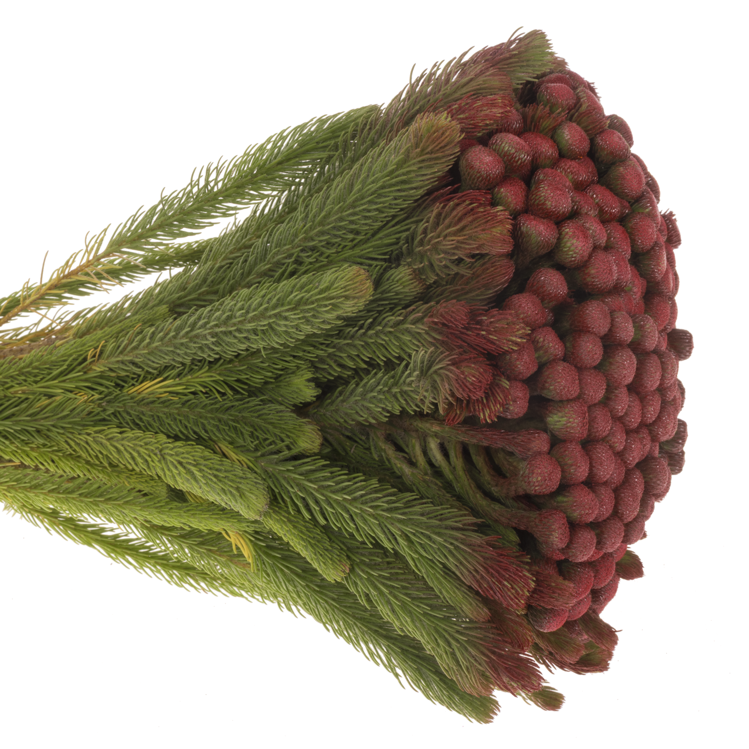 Brunia Albiflora rot gefärbt 40cm