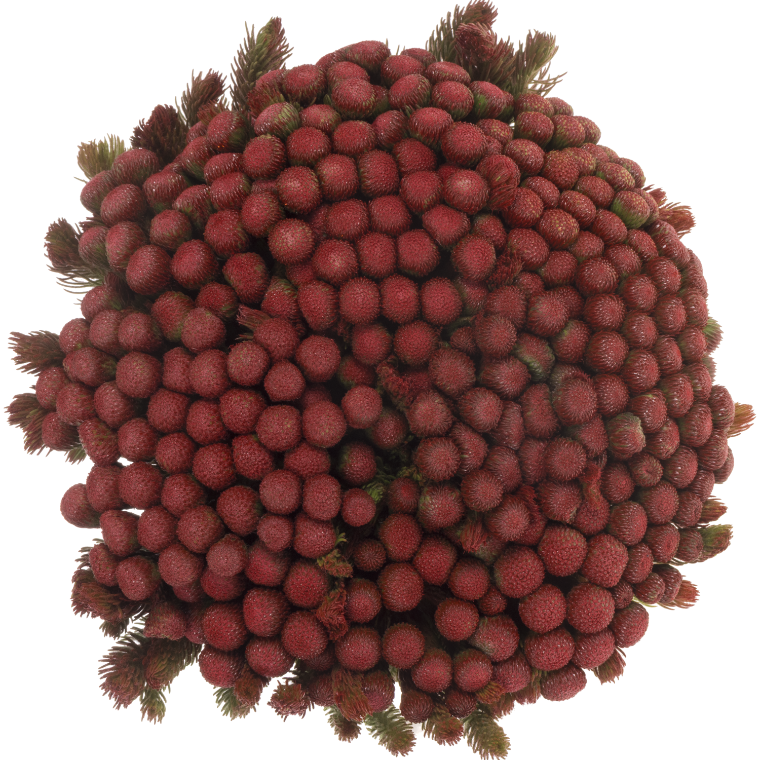 Brunia Albiflora rot gefärbt 40cm
