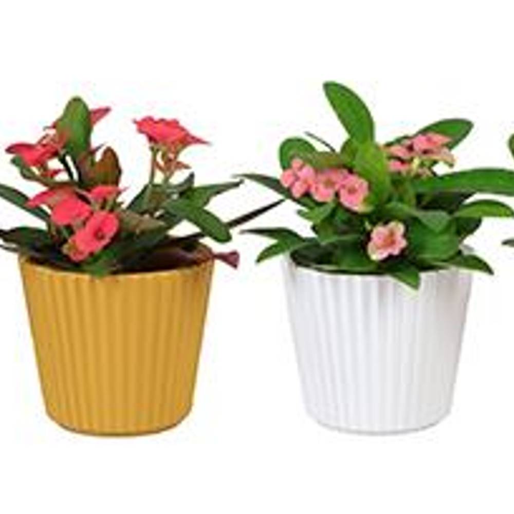 Euphorbia Milii mix Keramik I67007 T06 H013