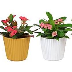 Euphorbia Milii mix Keramik I67007 T06 H013