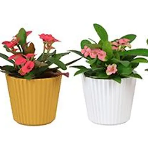 Euphorbia Milii mix Keramik I67007 T06 H013
