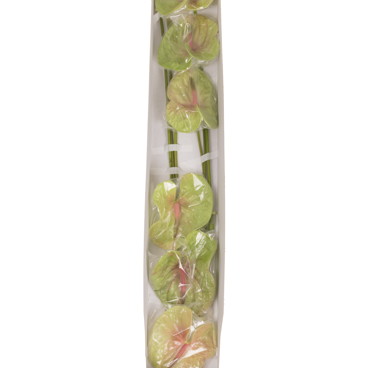 Anthurium grün Pistache Blüte 13cm