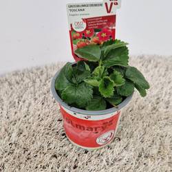 Fragaria Ananassa Toscana T10,5 H005