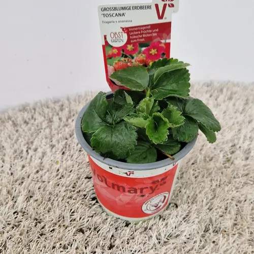 Fragaria Ananassa Toscana T10,5 H005