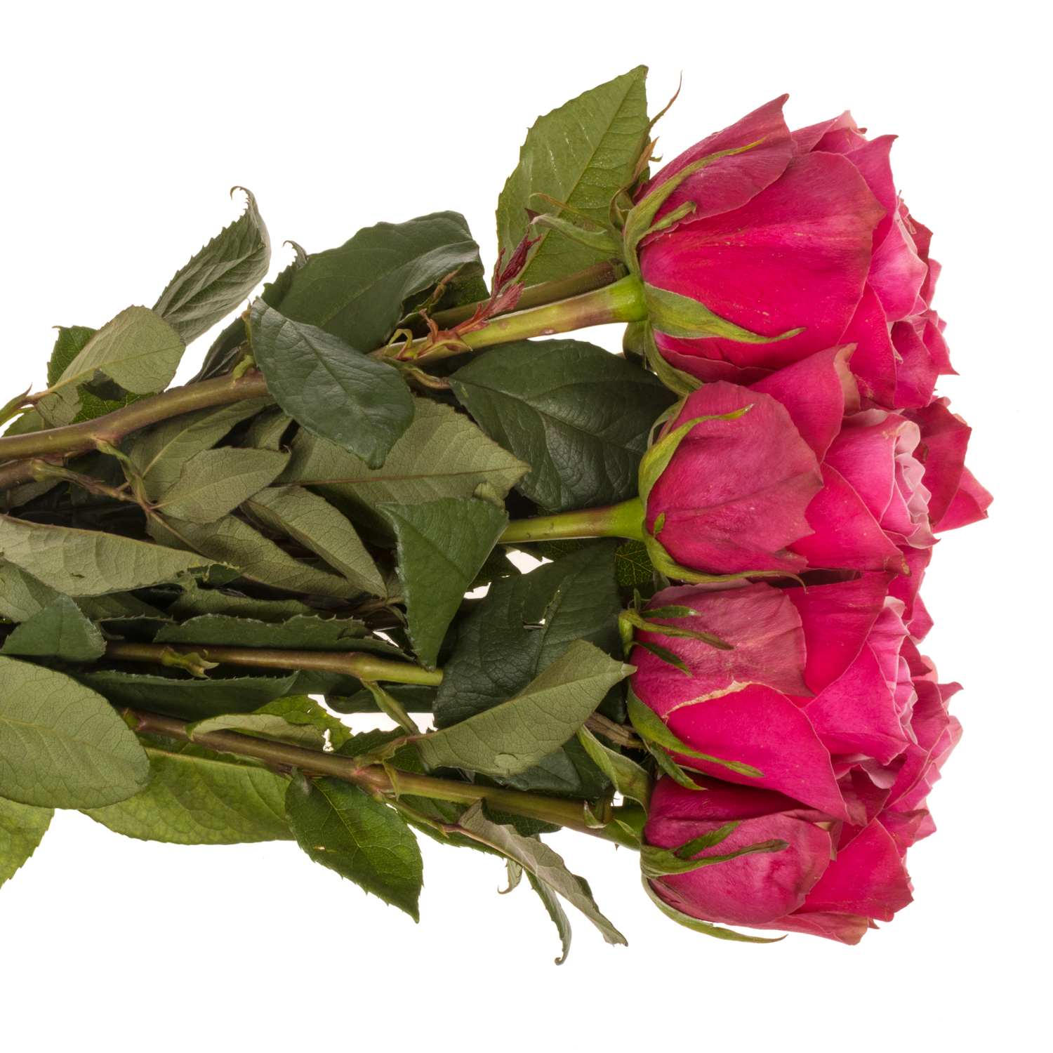 Rose fuchsia/rosa Majestic Athena 50cm