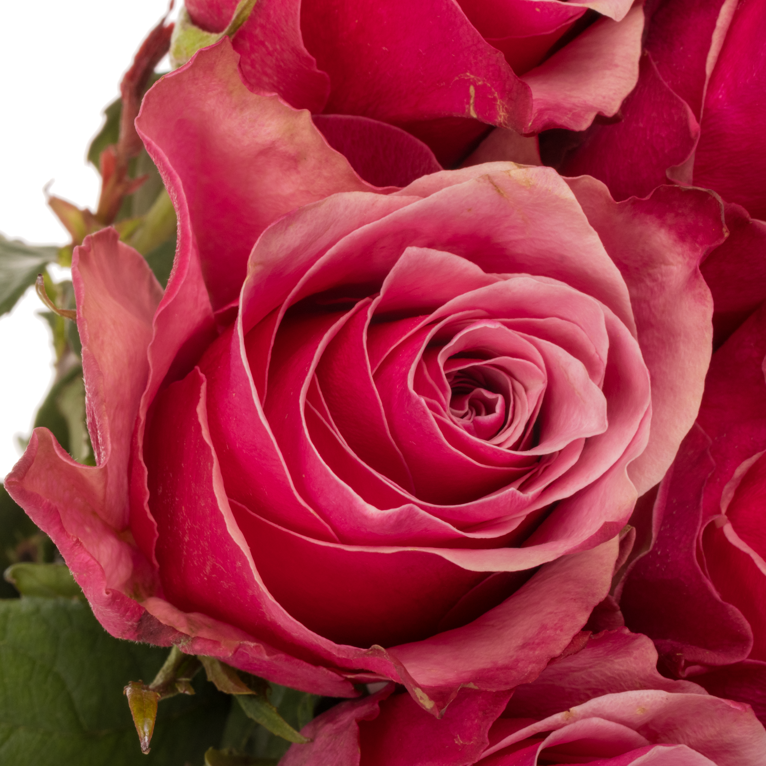 Rose fuchsia/rosa Majestic Athena 50cm