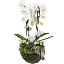 Phal.Arr PTVMG4997 T23 H060