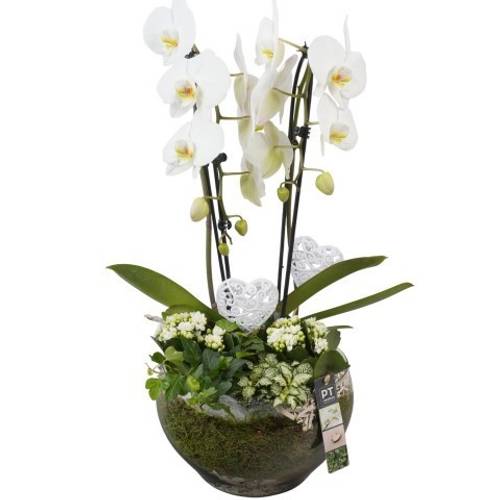 Phal.Arr PTVMG4997 T23 H060