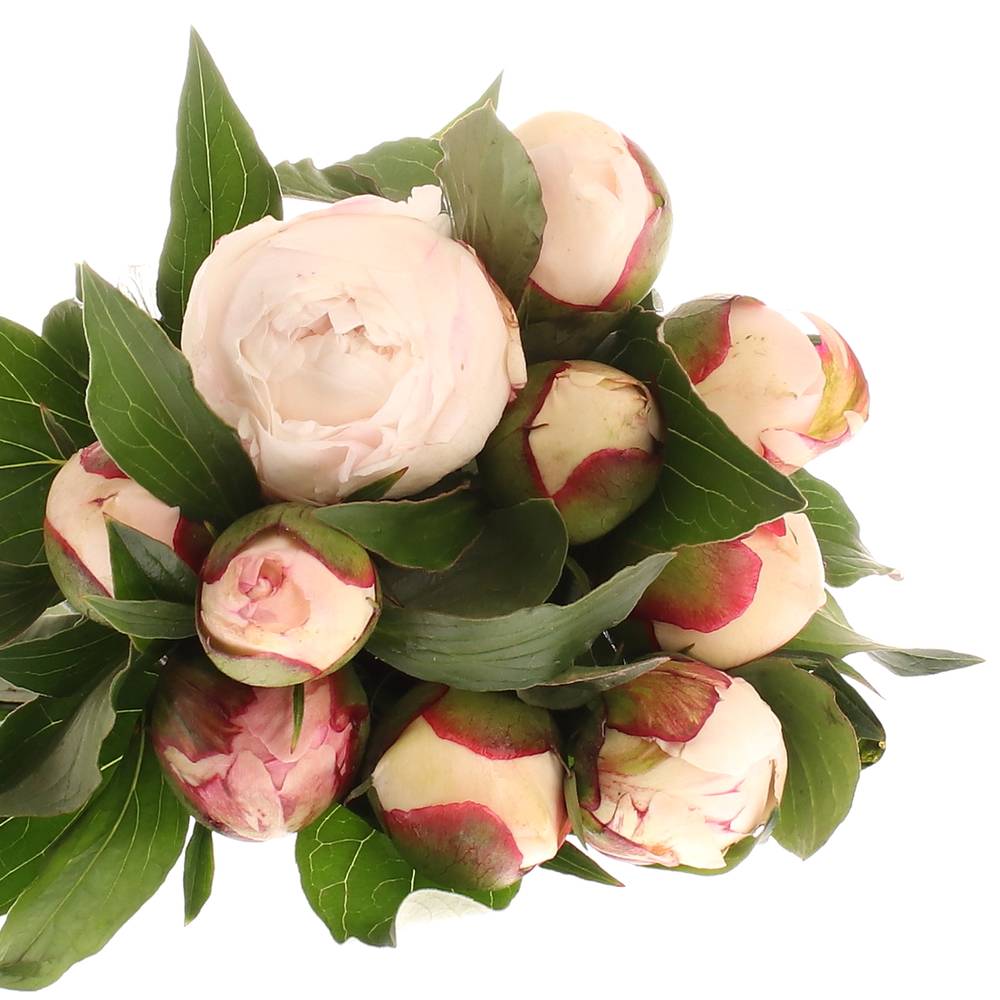 Pfingstrose weiss/rosa Festival 50cm