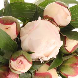 Pfingstrose weiss/rosa Festival 50cm